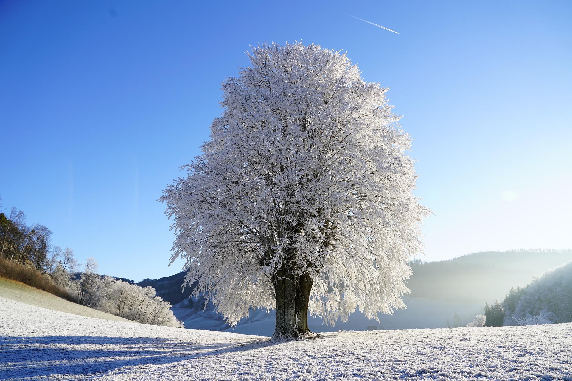 Snedækket Træ